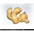 China fresh ginger root for sale